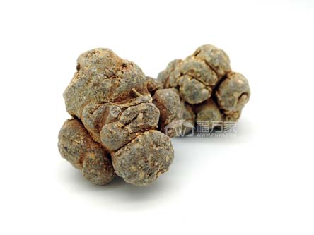 三七哪種頭數(shù)好？60頭好還是20頭好？