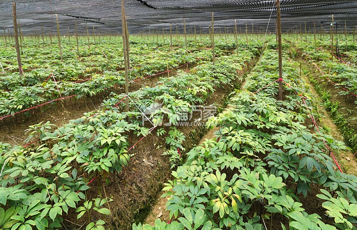 三七種植示意