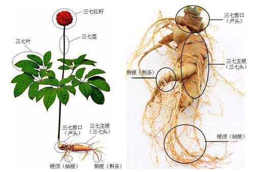 三七紅籽