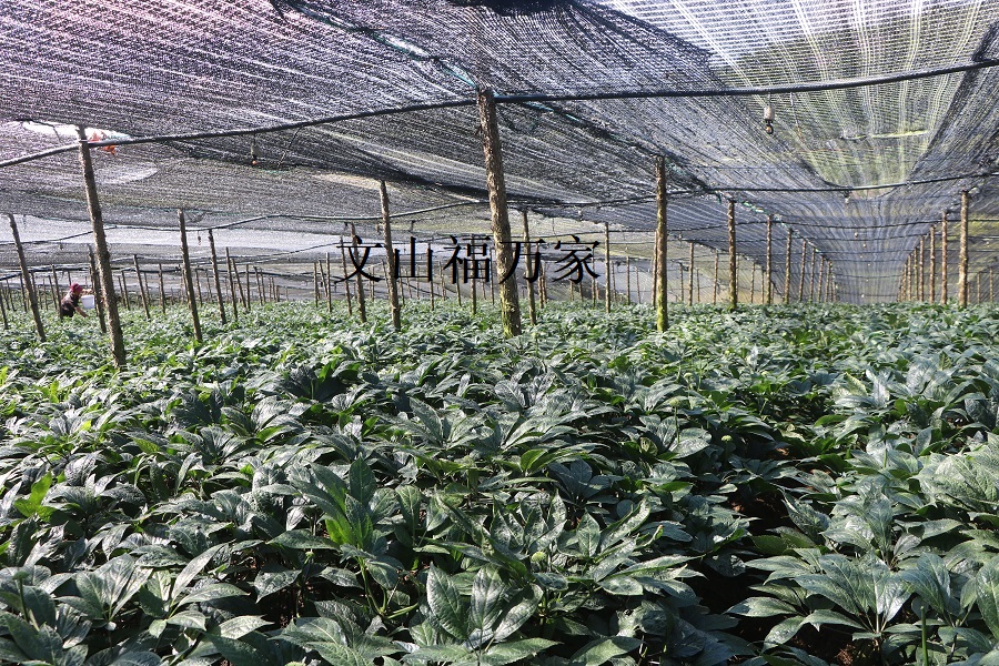 三七種植基地