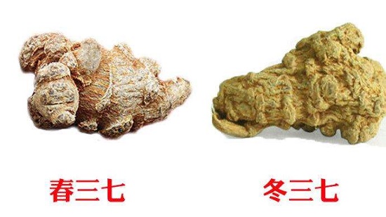 不同時(shí)間收獲的三七